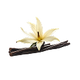 [ Base Notes ]